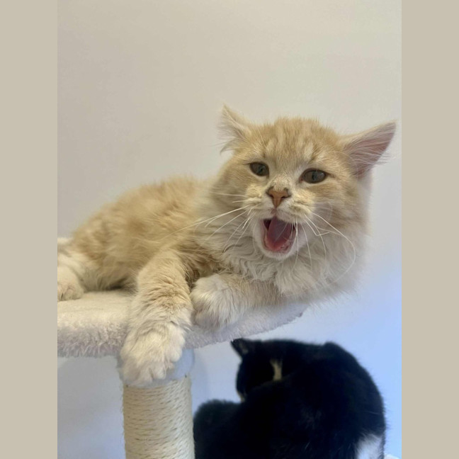 Photo of Juniper   In Foster In Doreen