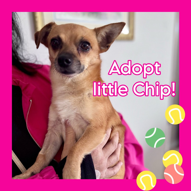 Photo of Chip