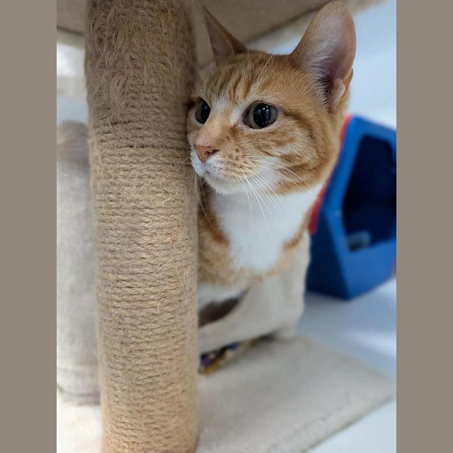Photo of Goldie