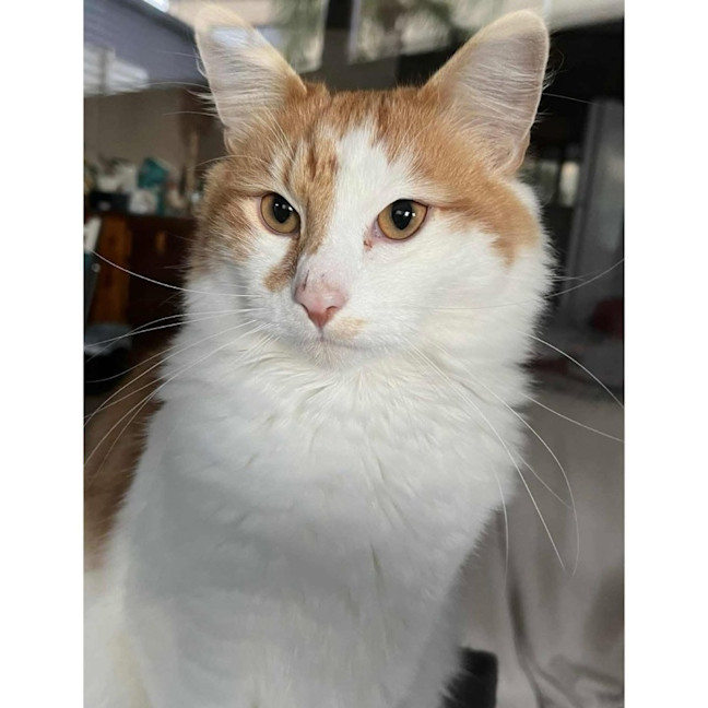 Photo of 11158   Rowan