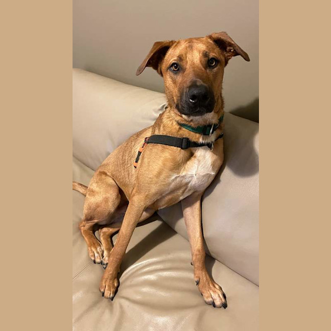 Photo of Bronco