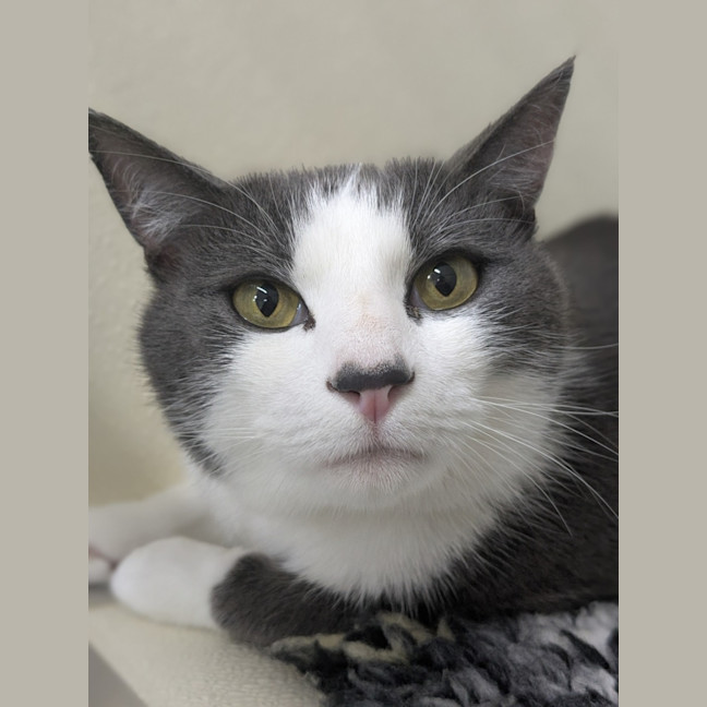 Photo of 🍳 Pippin 6219 🍳