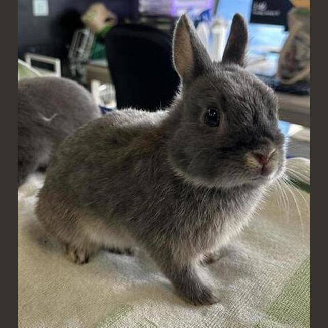 Photo of Debo (Bonded With Tyrone)