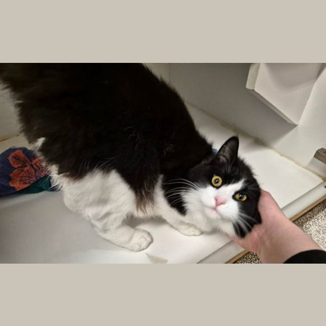 Photo of Percy