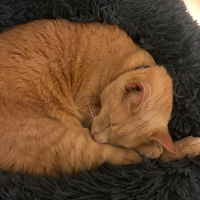 Photo of Basil   Assisted Rehome 🌿💙