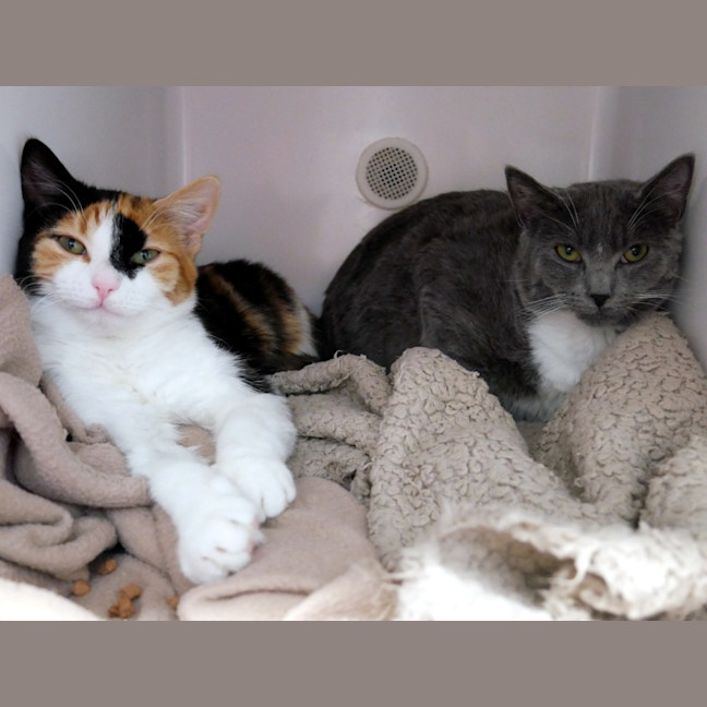 Photo of Honey Stk014221 & Lady Stk014220