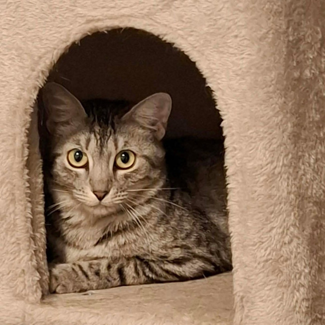 Photo of 12830   Portia