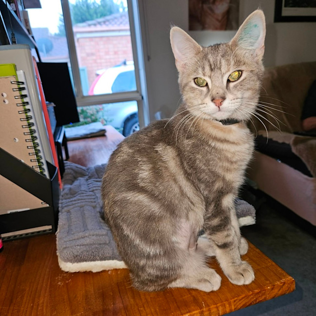 Photo of Attie ** 2nd Chance Cat Rescue**