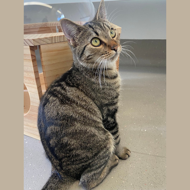 Photo of C1443 Sassy