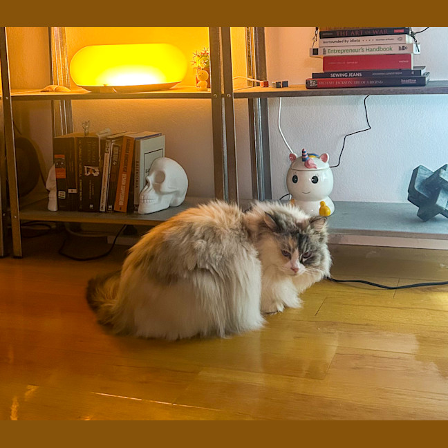 Photo of Baobao