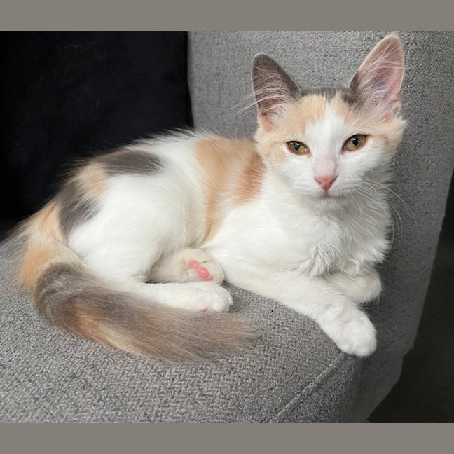 Photo of Maple & Misty 