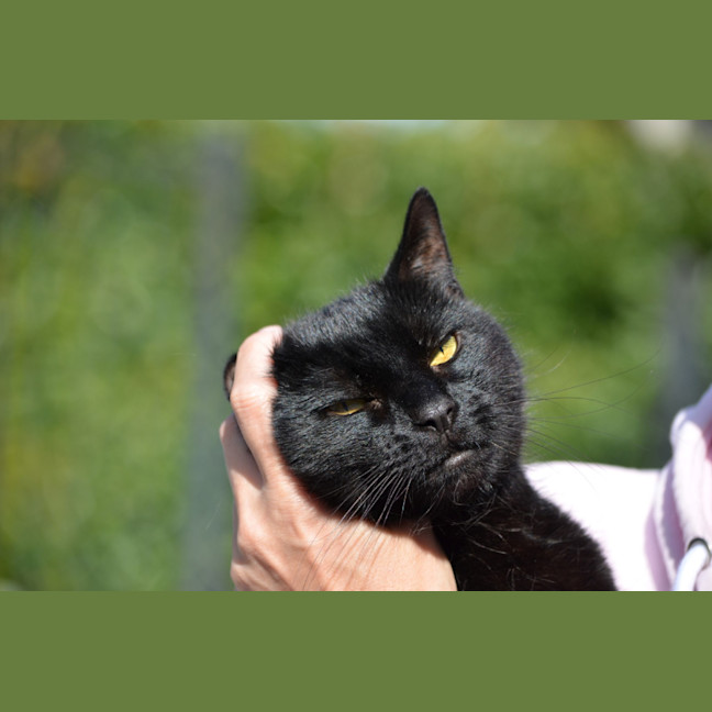 Photo of Winston   13 Year Old Domestic Short Hair