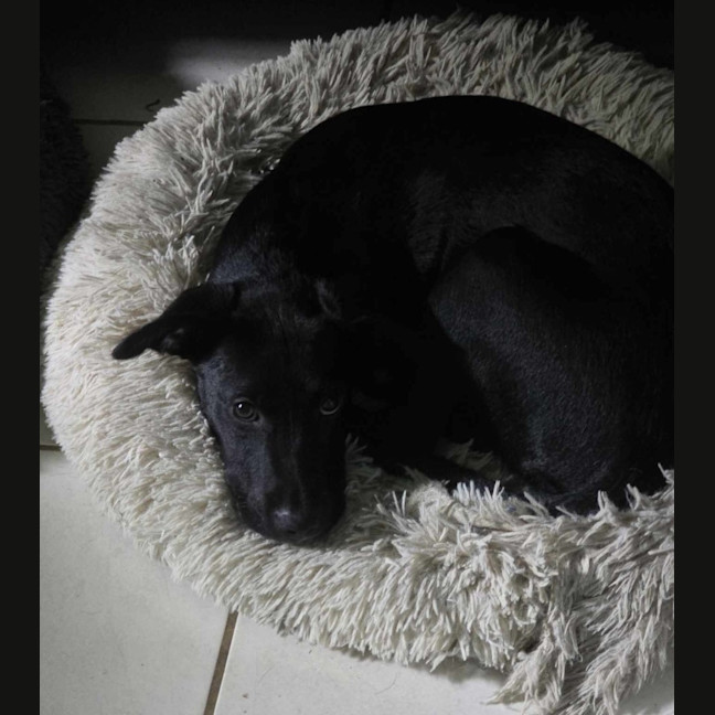 Photo of Bandit