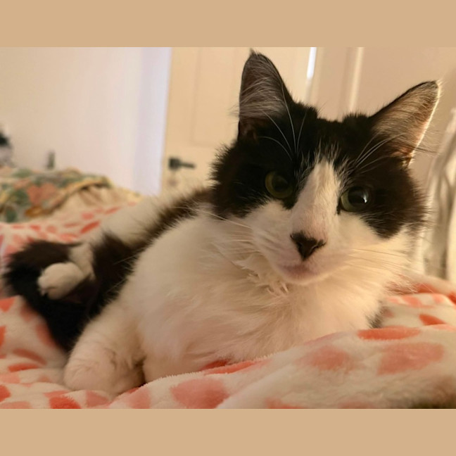 Photo of Puss 