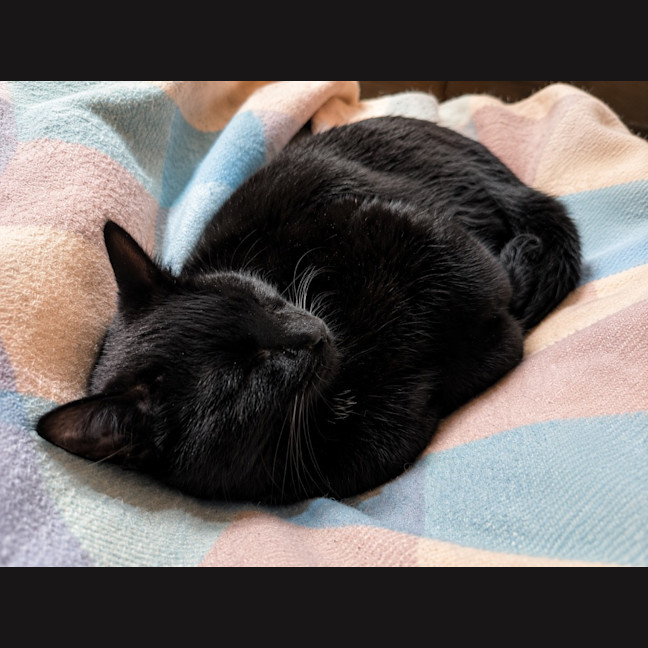 Photo of Luca / Raven / Raven / Luca