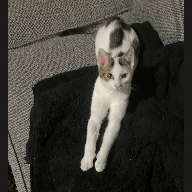 Photo of Elphie