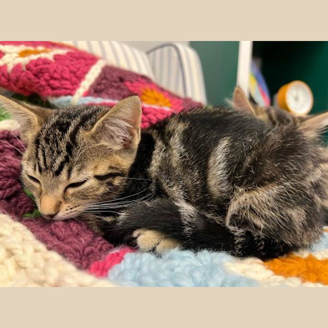 Photo of Nala
