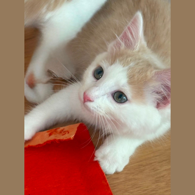 Photo of Cruz 🐯💙🐾