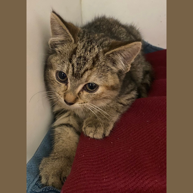 Photo of Tawny 
