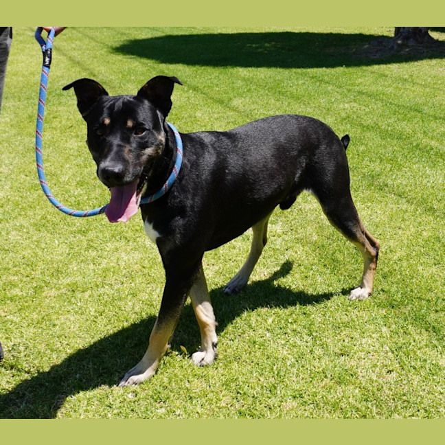 Photo of Archer