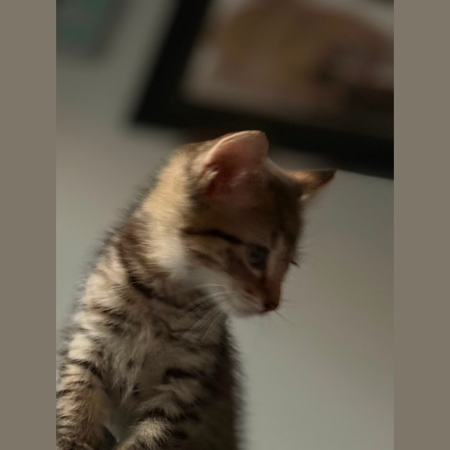 Photo of Rosie