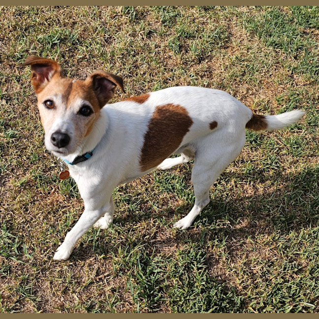 Photo of Abbott & Costello