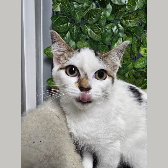 Photo of 🫧 Aya 6918 🫧