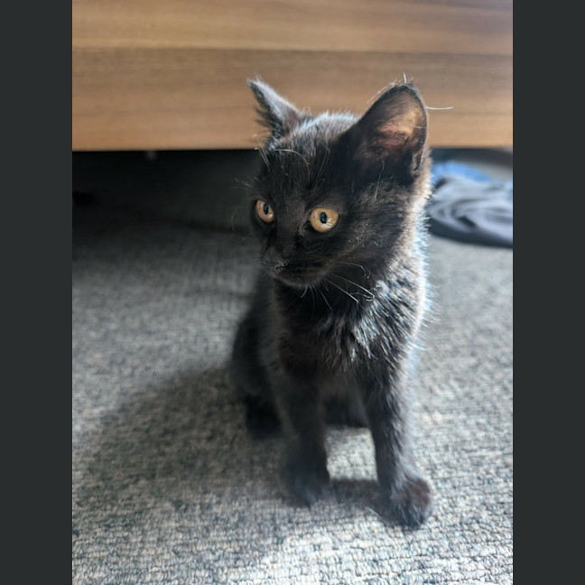 Photo of Nyx