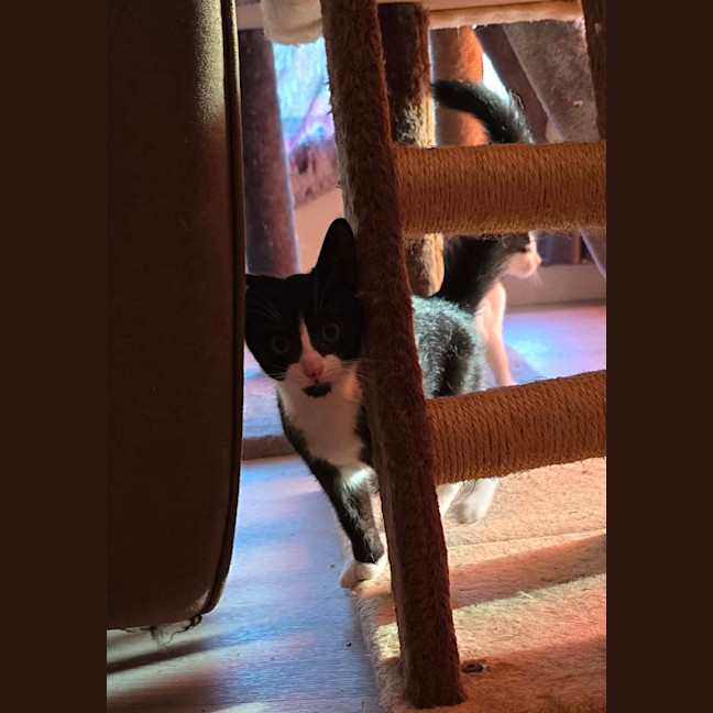 Photo of Comet (8915)