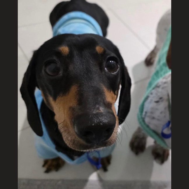 Photo of Scooby   4 Year Old Miniature Dachshund