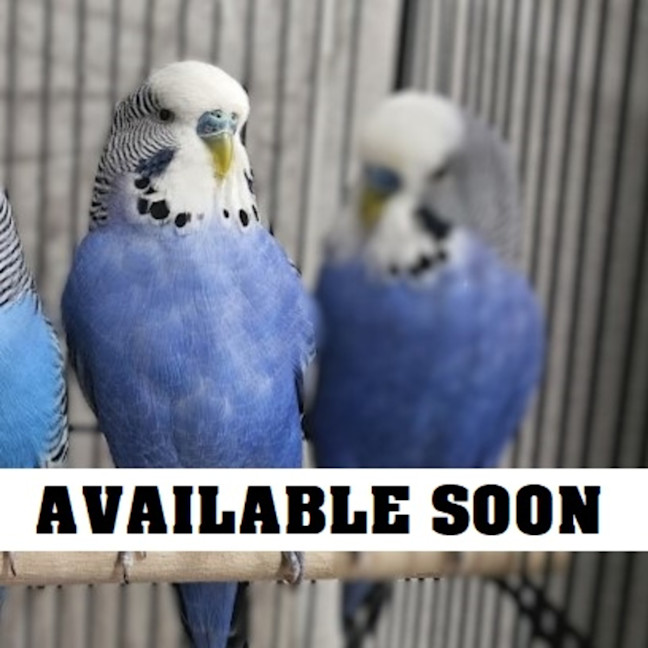 Photo of James Peckfield