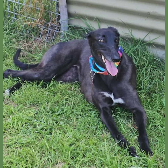 Photo of Freda, The Greyhound