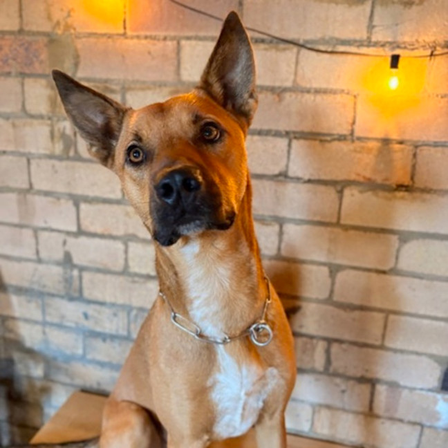 Photo of Ranger *$250 Adoption Fee*