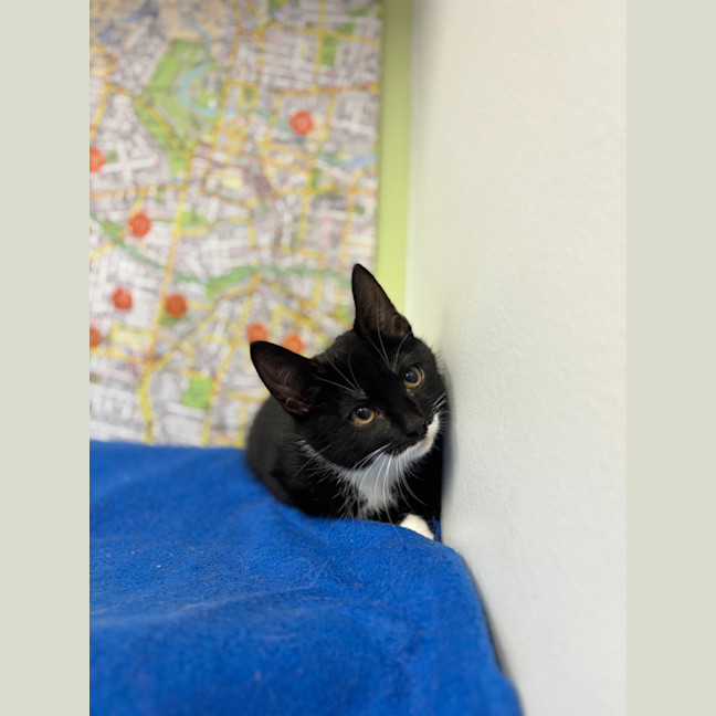 Photo of Pip