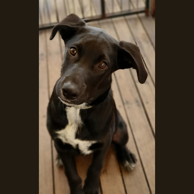 Photo of Rover