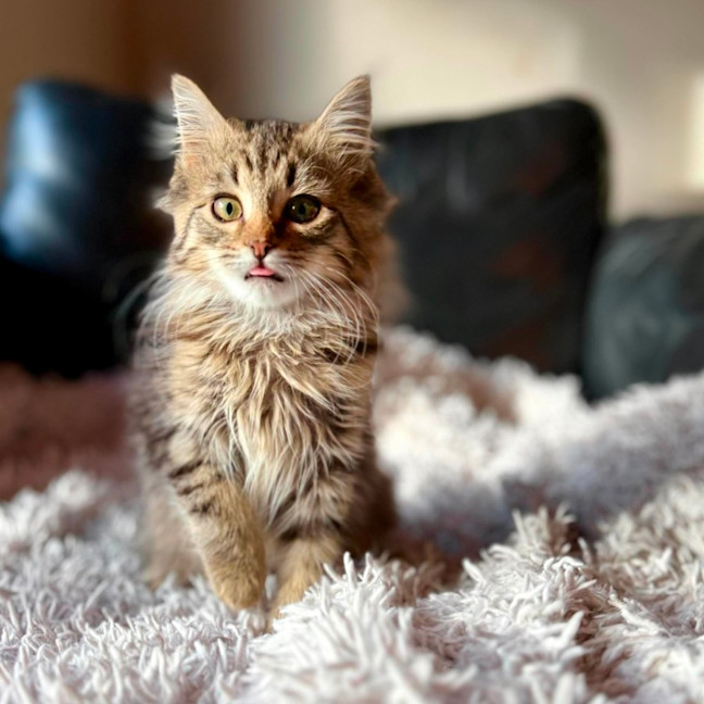 Photo of Firecracker   In Foster Care In Templestowe