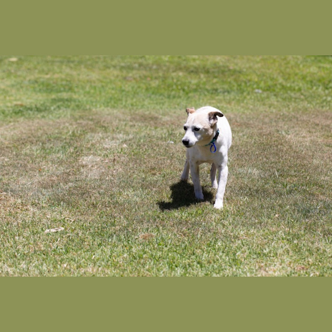 Photo of Rex   14 Year Old Mini Foxie