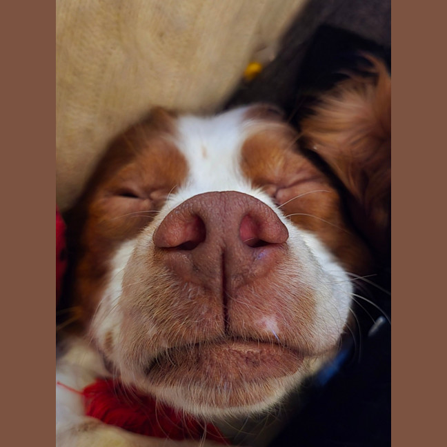 Photo of Dutchie