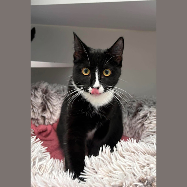 Photo of Nova