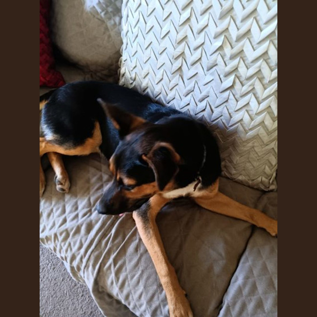 Photo of Sheba