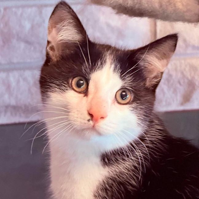 Photo of Sonny   In Foster Care In Templestowe