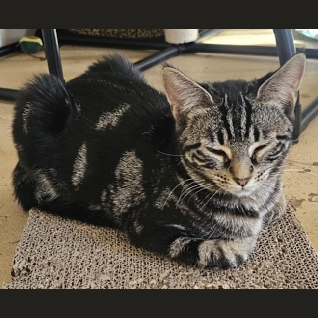 Photo of Pip