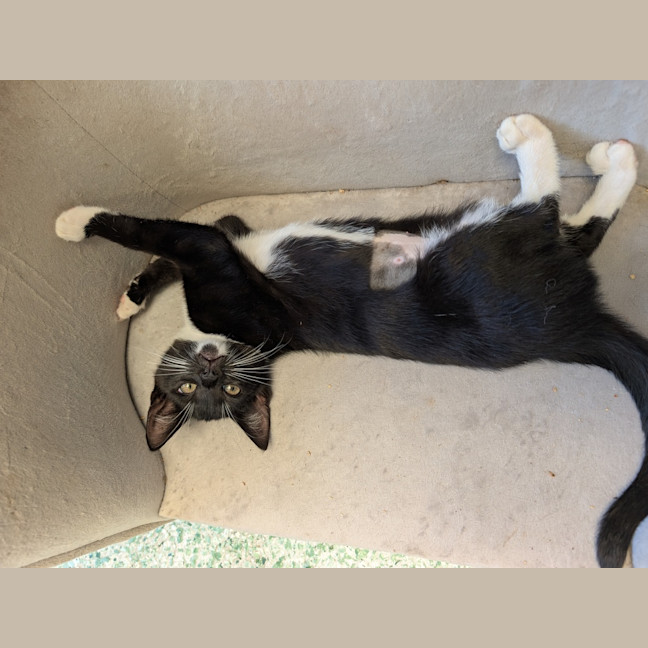 Photo of Socks