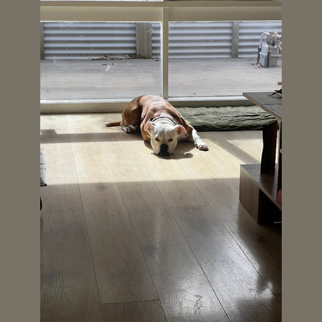 Photo of Sandra (In Foster Care) (On Hold)