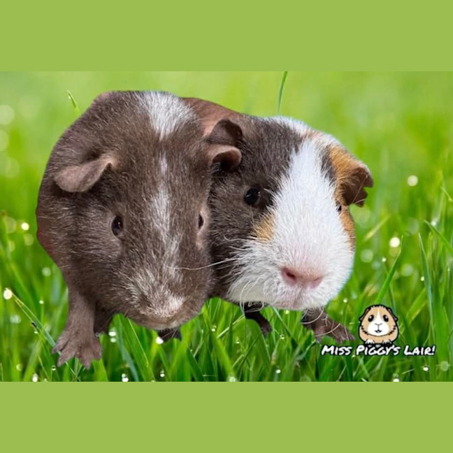 Photo of Chocolate & Butternut