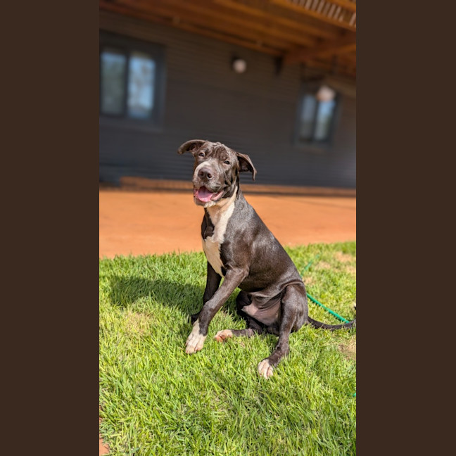 Photo of Domino