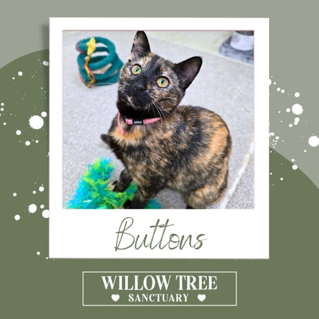 Photo of Buttons