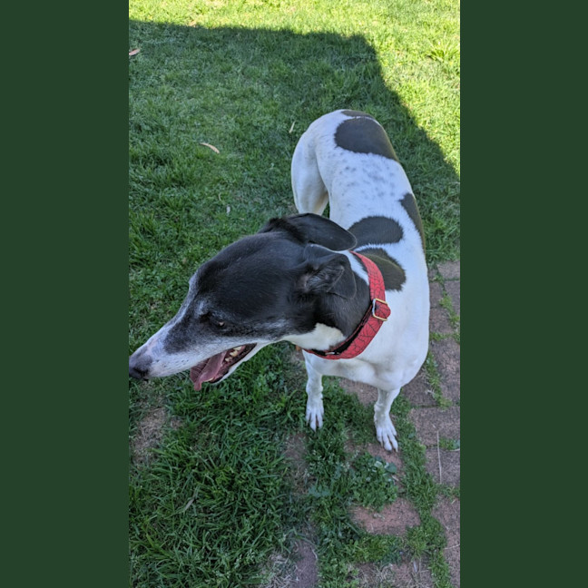 Photo of Pongo, The Greyhound