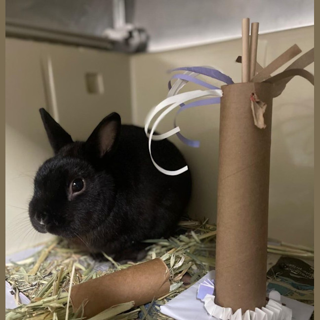 Photo of Cottage Cheese