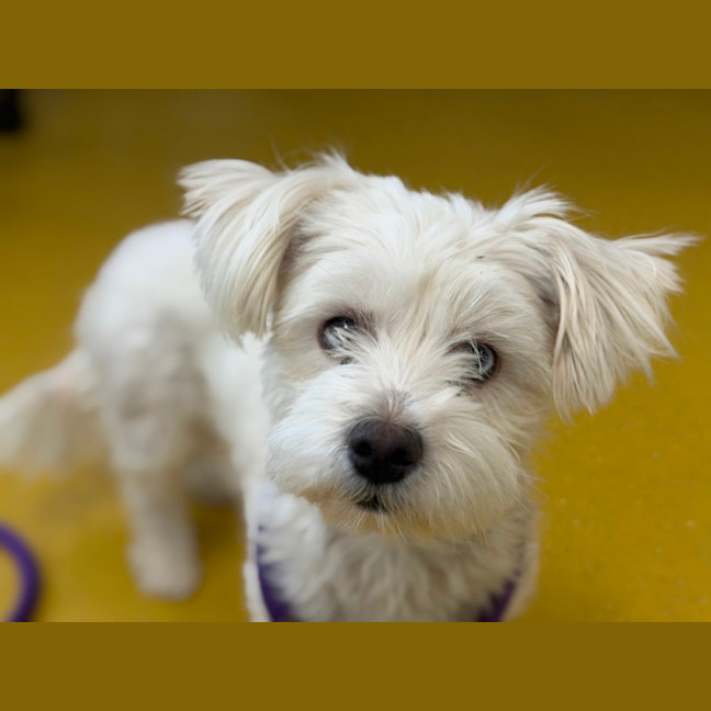 Photo of Snowflake